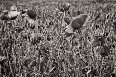 Close-up of flowering plants on field