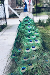 Rear view of peacock in zoo