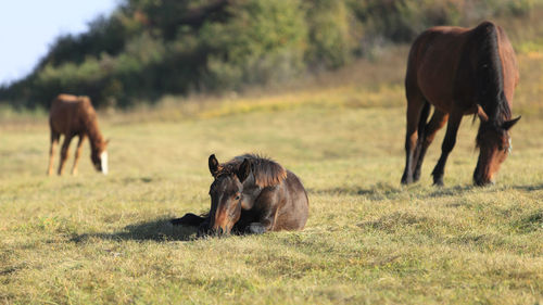 Horses in a field