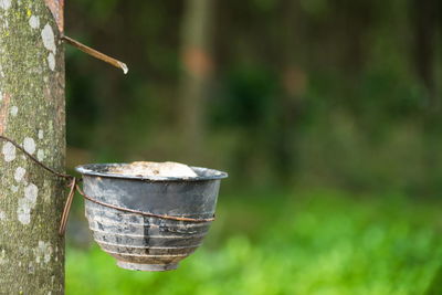 Close-up of container on rubber tree