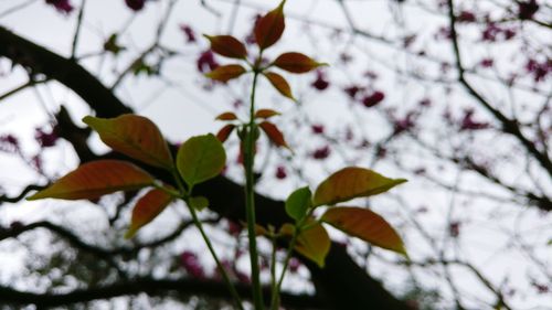 Low angle view of fresh flowers blooming on tree