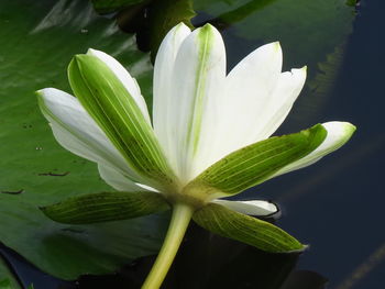 Close-up of white flowering plant