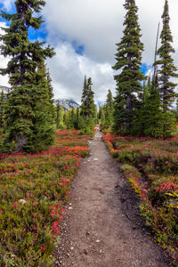 Footpath amidst flowering plants and trees against sky