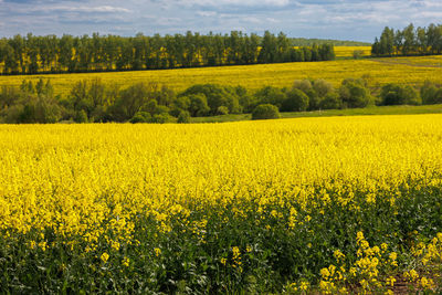 rapeseed