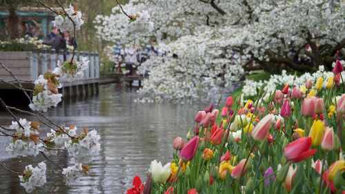 Multi colored tulips by lake in park