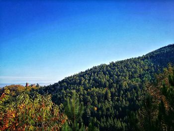 Plants and trees against clear blue sky