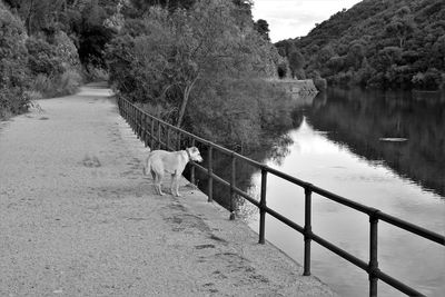 My dog on the old train track looking at a lake