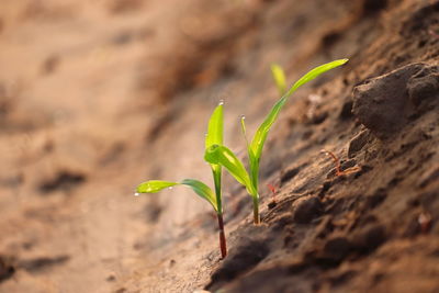 Close-up of small plant growing on field