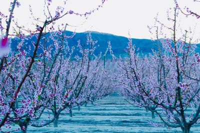 Flower tree by water against sky