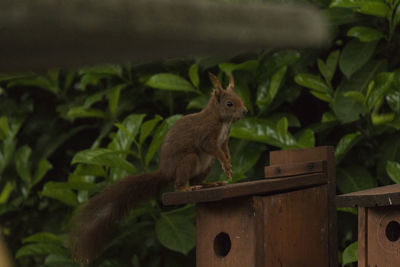 Close-up of squirrel on tree