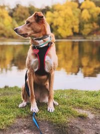 Dog looking away on lake