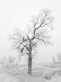 Bare trees in foggy weather