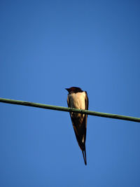 Low angle view of bird perching on metal against sky