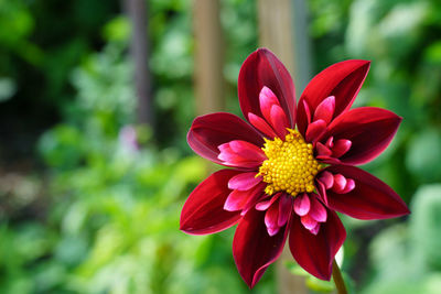 Close-up of red flower