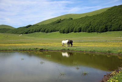 Horses in a lake