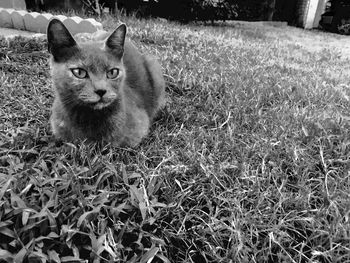 Portrait of cat sitting on grass