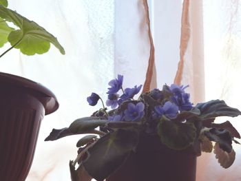 Flower vase on window sill