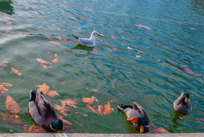 High angle view of seagulls swimming in lake