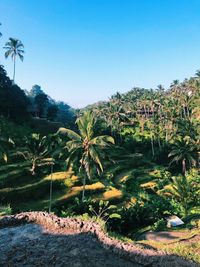 Scenic view of trees on landscape against clear blue sky