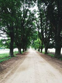 Road amidst trees