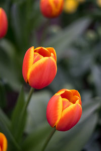 Close-up of orange tulip