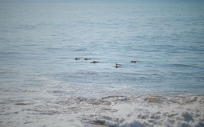 High angle view of birds swimming in sea