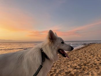 View of dog on beach against sunset sky
