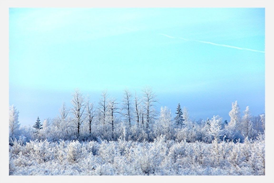 snow, cold temperature, winter, landscape, field, season, tranquil scene, tranquility, nature, beauty in nature, blue, weather, scenics, clear sky, tree, white color, covering, sky, growth, bare tree
