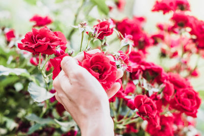 Cropped hand of woman holding pink flowers