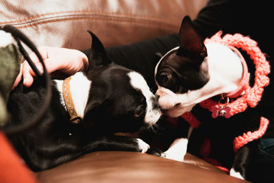 Dog relaxing at home