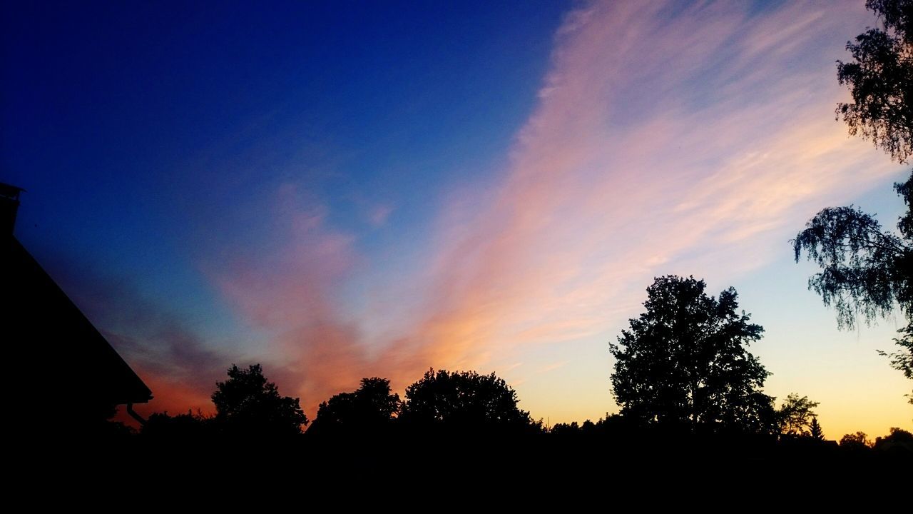 SILHOUETTE OF TREES AT SUNSET