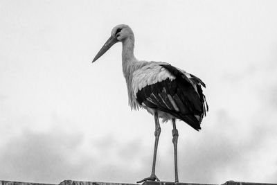 Low angle view of white stork against cloudy sky