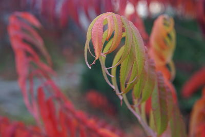 Close-up of red flowering plant