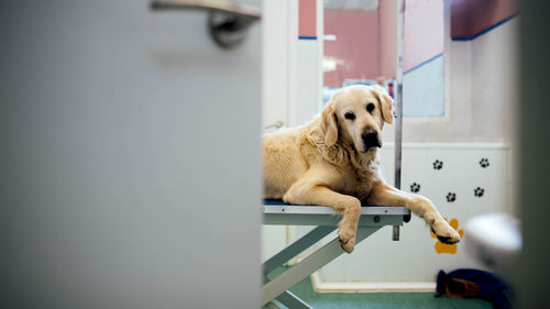 Through opened door view of cute golden retriever lying on table near window looking at camera before medical procedure in modern light veterinarian clinic