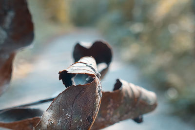 Close-up of dry leaf on plant during winter