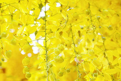 Close-up of yellow flowering plant