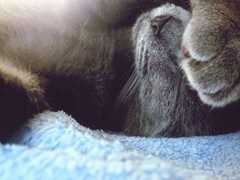 Close-up of cat sleeping on bed