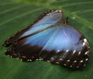 Close-up of butterfly perching on leaf