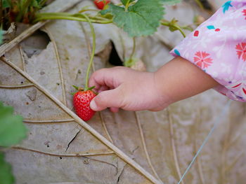 Close up of a little baby girl's hand collecting a ripe fresh strawberry from the farm 