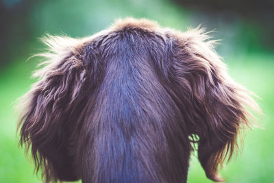 Close-up of dog