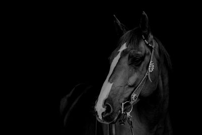 Horse standing against black background