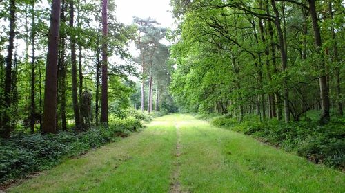 Road passing through forest