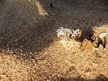 Close-up of sand on beach