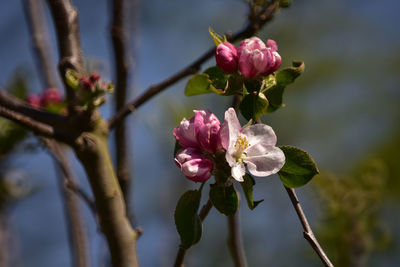 Close-up of pink cherry blossoms in spring