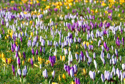 Blooming crocuses flowers in the park with warm morning sunlight. sign of spring on sylt island.