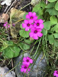 High angle view of pink flowers blooming outdoors