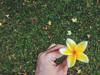 Close-up of hand holding yellow flowering plants