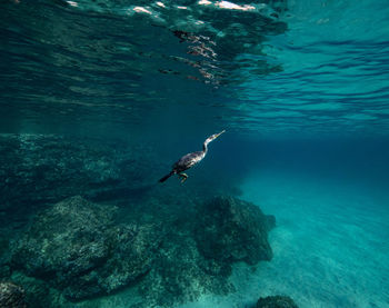 High angle view of turtle swimming in sea