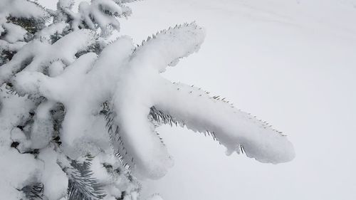 Aerial view of snow covered land and trees against sky