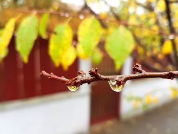 Close-up of branch